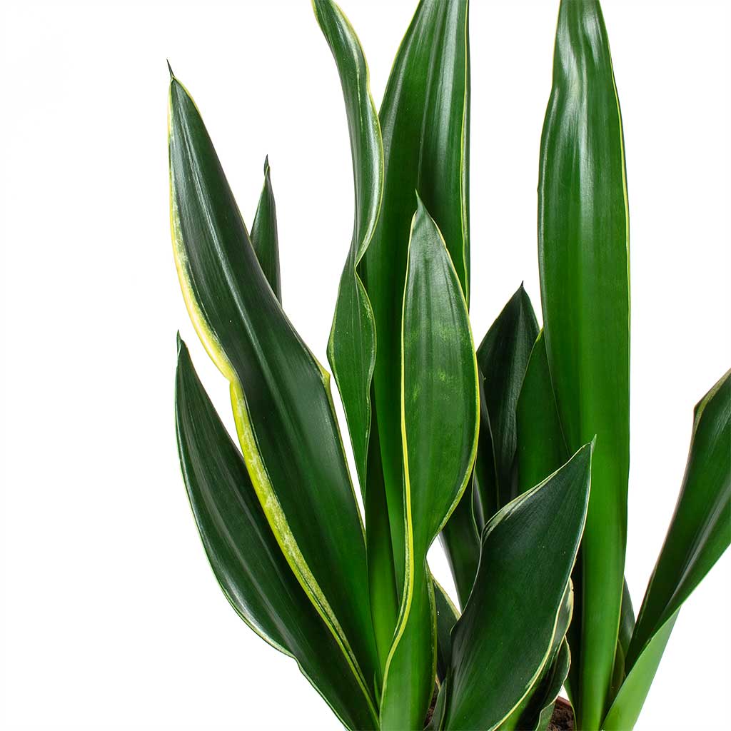 Sansevieria trifasciata Diamond Flame - Snake Plant Leaves