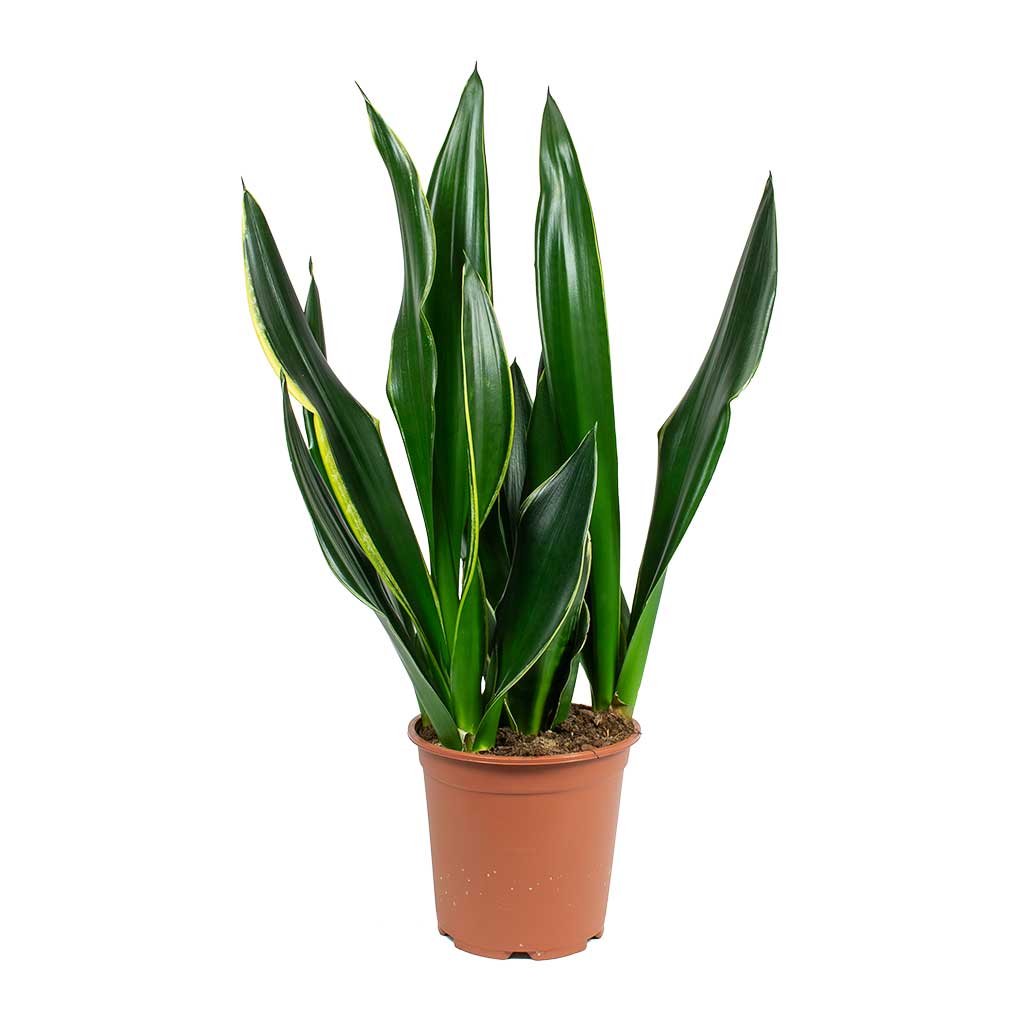 Sansevieria trifasciata Diamond Flame - Snake Plant