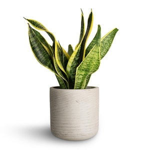 Sansevieria trifasciata Futura Superba & Charlie Plant Pot - Grey Washed