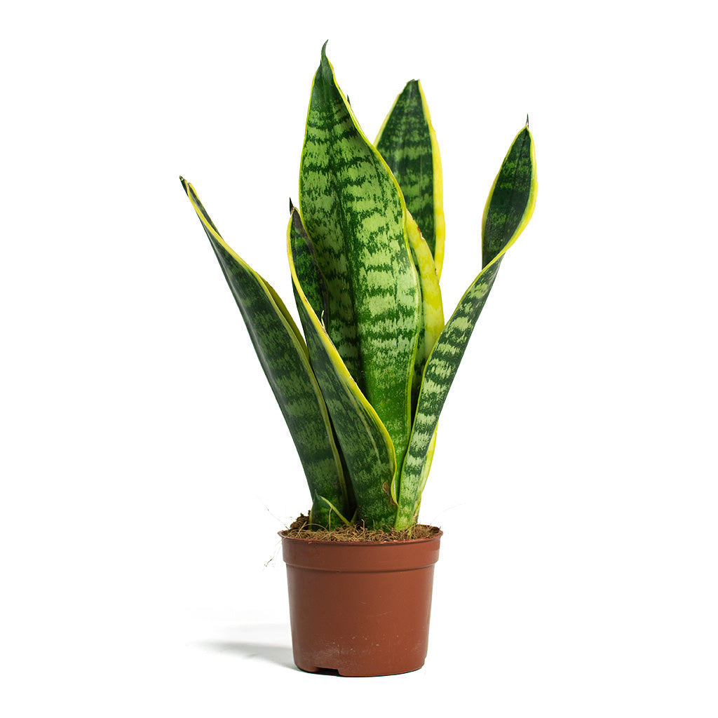 Sansevieria trifasciata Futura Superba - Snake Plants | Hortology ...