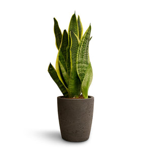 Sansevieria trifasciata Futura Superba - 9 x 30cm Gerben Plant Pot - Black Washed - 12 x 13cm