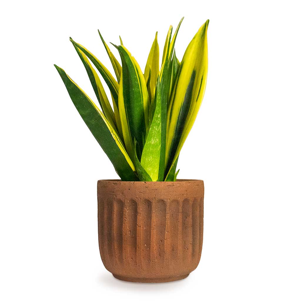 Sansevieria trifasciata Golden Flame Snake Houseplant & Plant Pot Duncan Rust