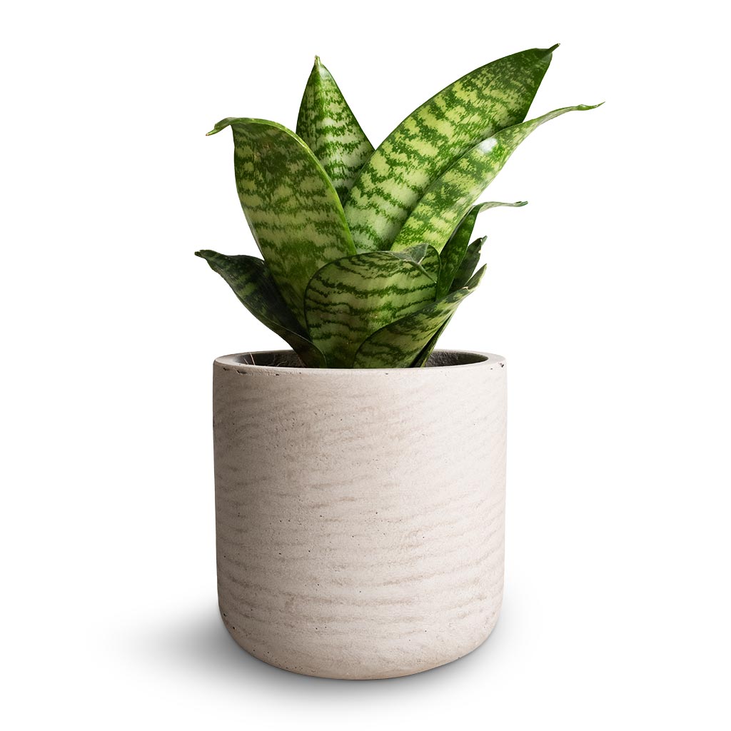 Sansevieria trifasciata Hahnii - Birds Nest Snake Plant & Charlie Plant Pot - Grey Washed