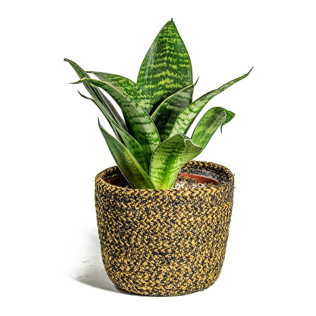 Sansevieria trifasciata Hahnii Birds Nest Snake Plant & Maartje Plant Baskets Set of 5 Camel