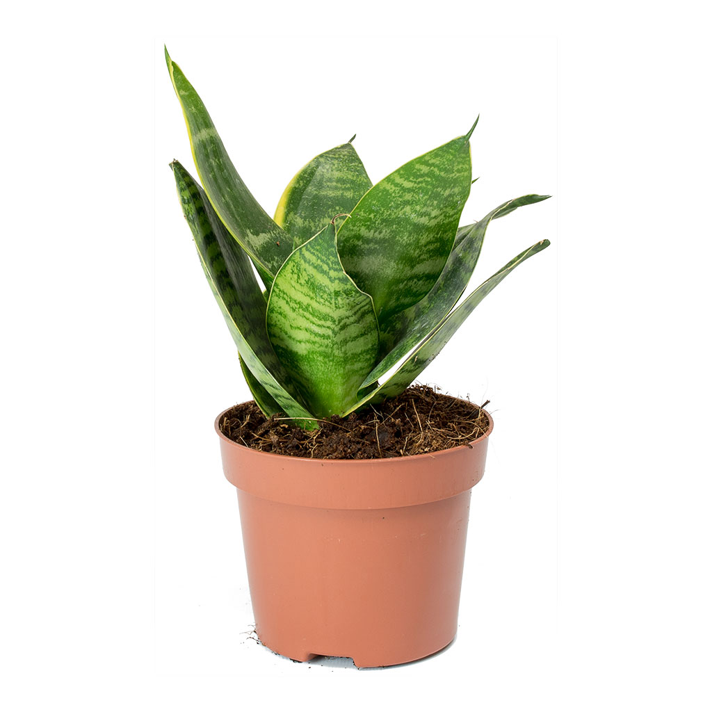 Sansevieria trifasciata Hahnii - Birds Nest Snake Plant 25cm
