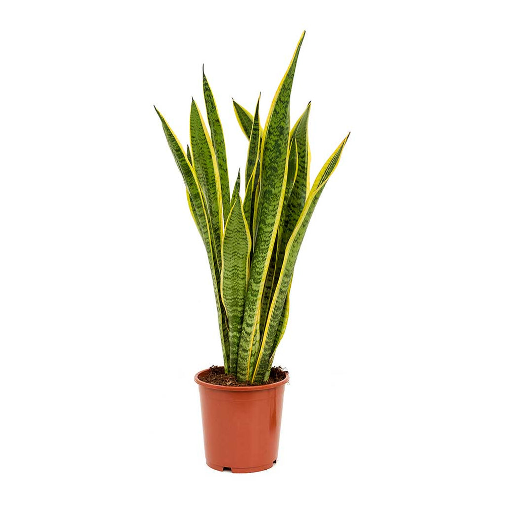 Sansevieria trifasciata Laurentii - Variegated Snake Plant | Hortology ...