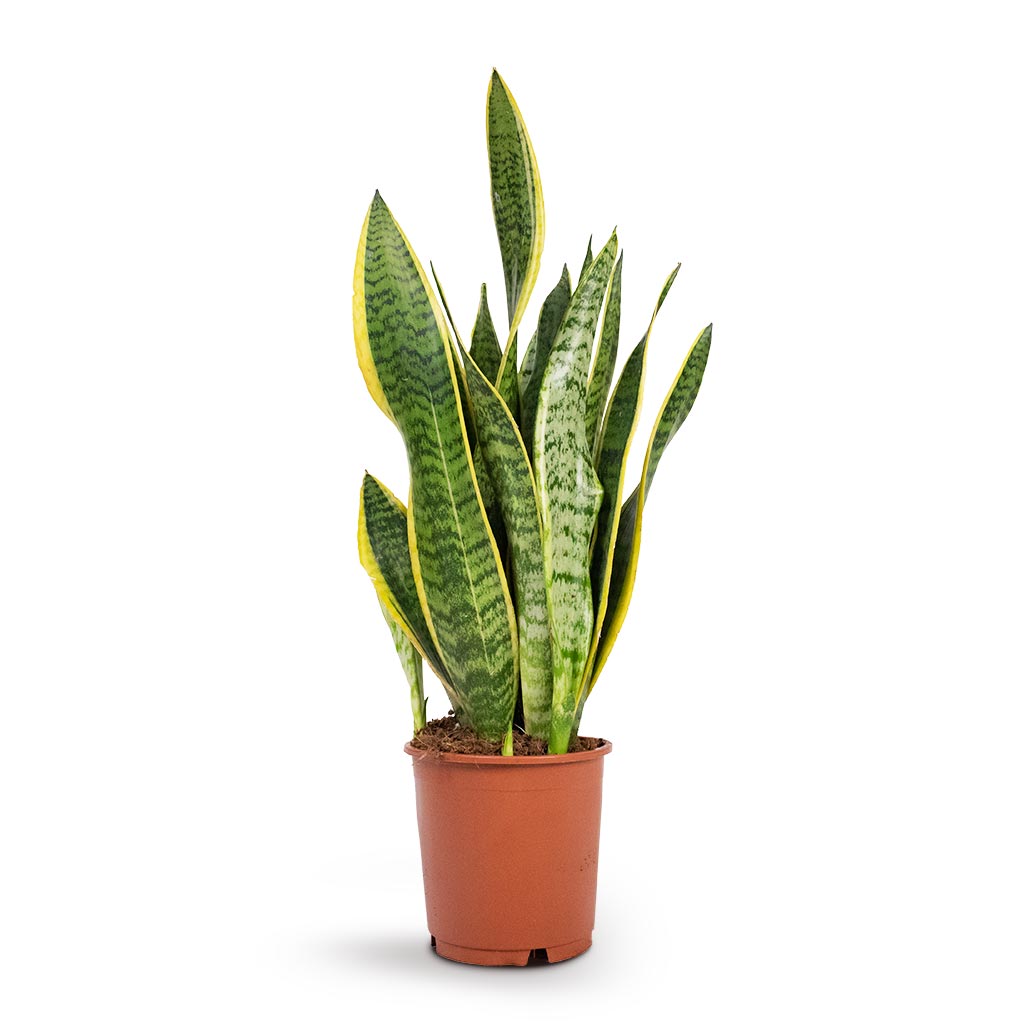 Sansevieria trifasciata Laurentii - Variegated Snake Plant | Hortology ...