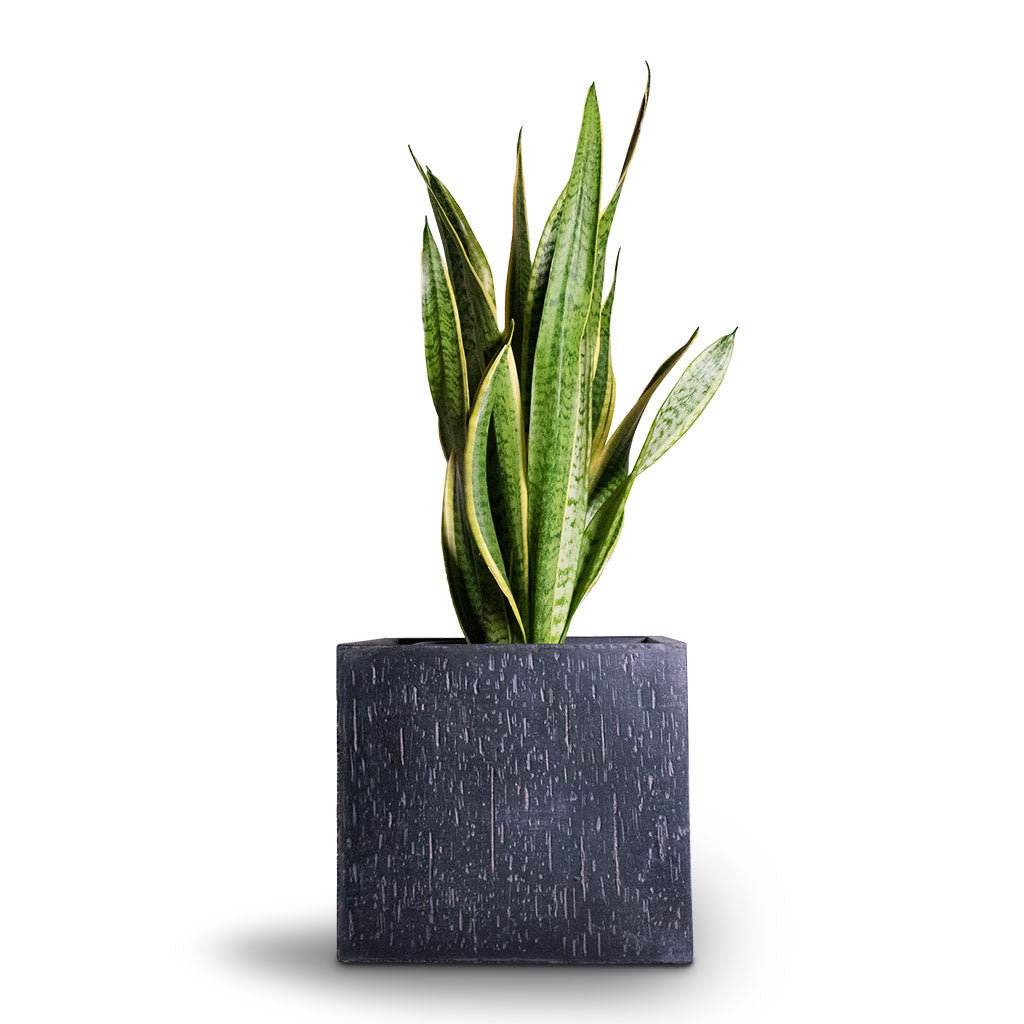 Sansevieria trifasciata Laurentii - Variegated Snake Plant & Raindrop Cube Planter - Anthracite