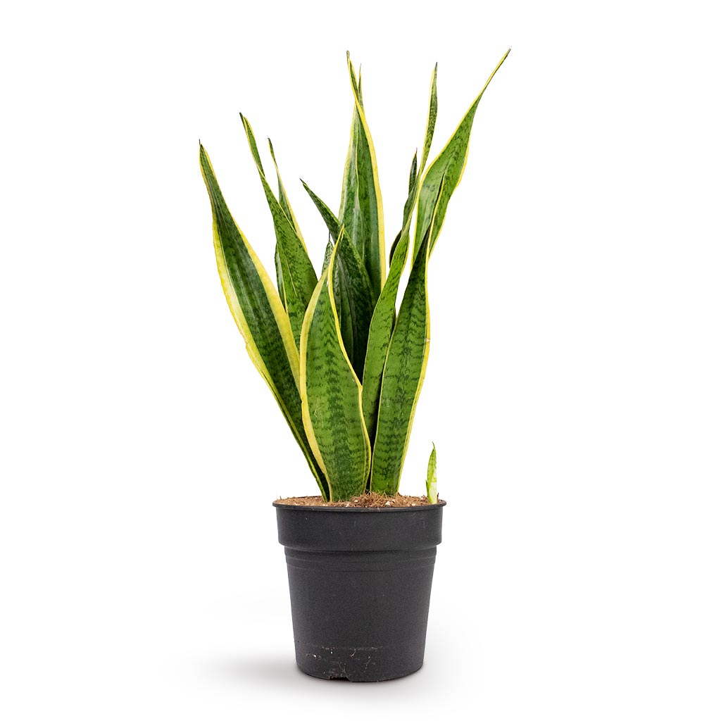 Sansevieria trifasciata Laurentii - Variegated Snake Plant | Hortology