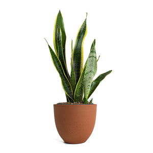 Sansevieria trifasciata Laurentii Variegated Snake Plant with Coral Refined Planter Canyon Orange