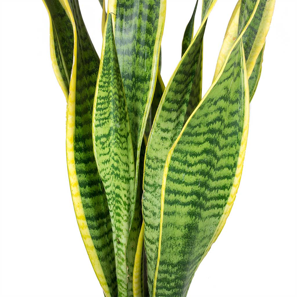 leaves of snake plant Sansevieria trifasciata Laurentii - Variegated Snake Plant | Hortology