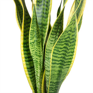 Sansevieria trifasciata Laurentii Variegated Snake Plant Leaves
