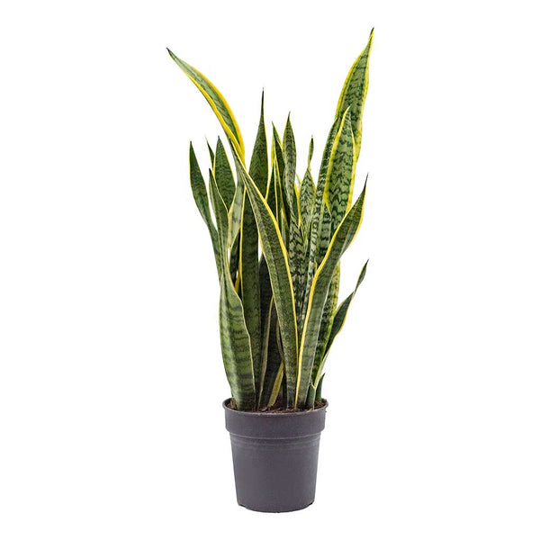 Sansevieria trifasciata Laurentii - Variegated Snake Plant | Hortology