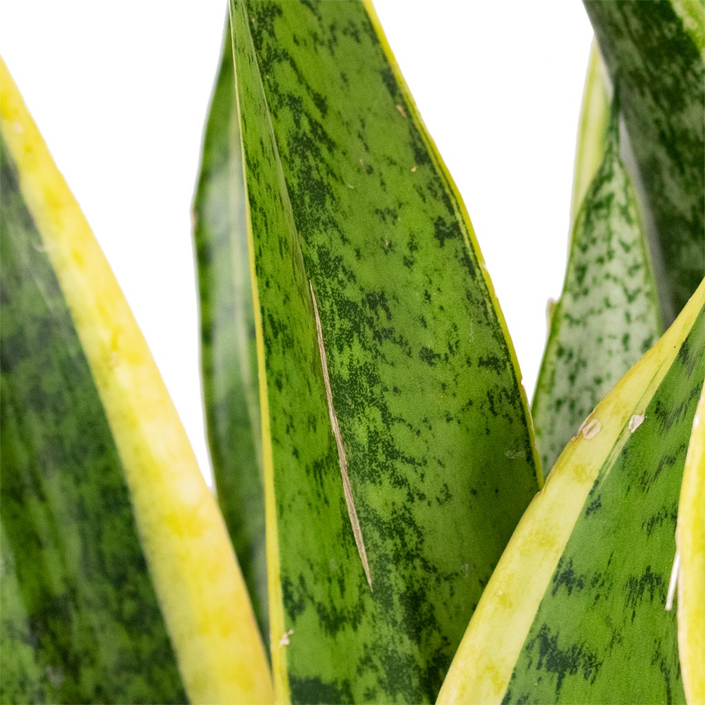 Sansevieria trifasciata Laurentii - Variegated Snake Plant Close Up of Scarring