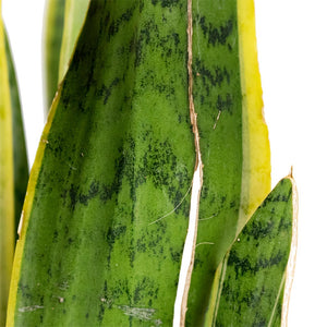 Sansevieria trifasciata Laurentii - Variegated Snake Plant Rough Leaf
