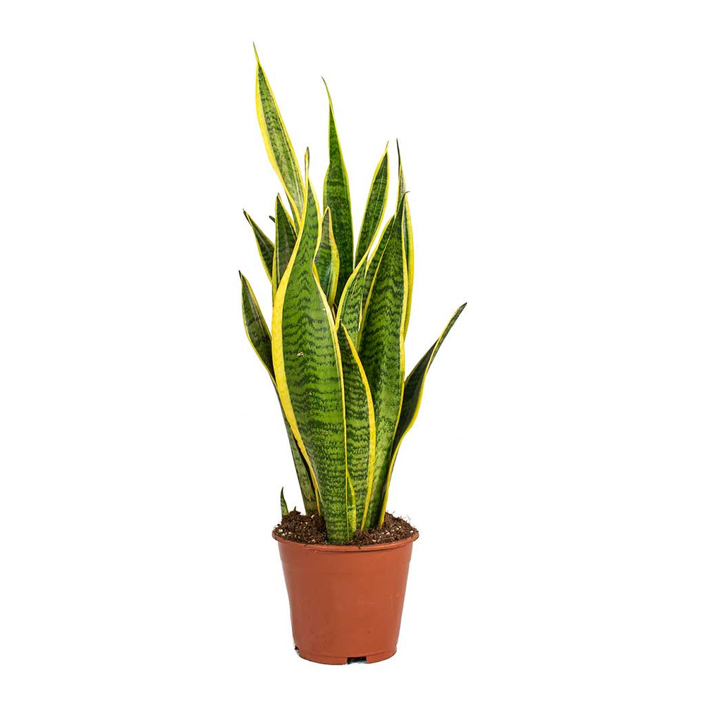 Sansevieria trifasciata Laurentii - Variegated Snake Plant | Hortology ...