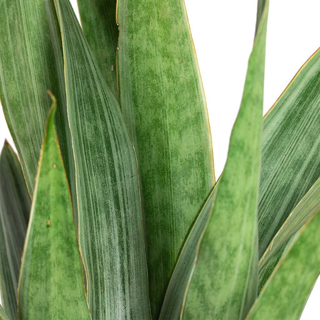 Sansevieria trifasciata Metallica - 19x70cm - Mini Orb Kevan Pot Grey Washed - 18x15cm