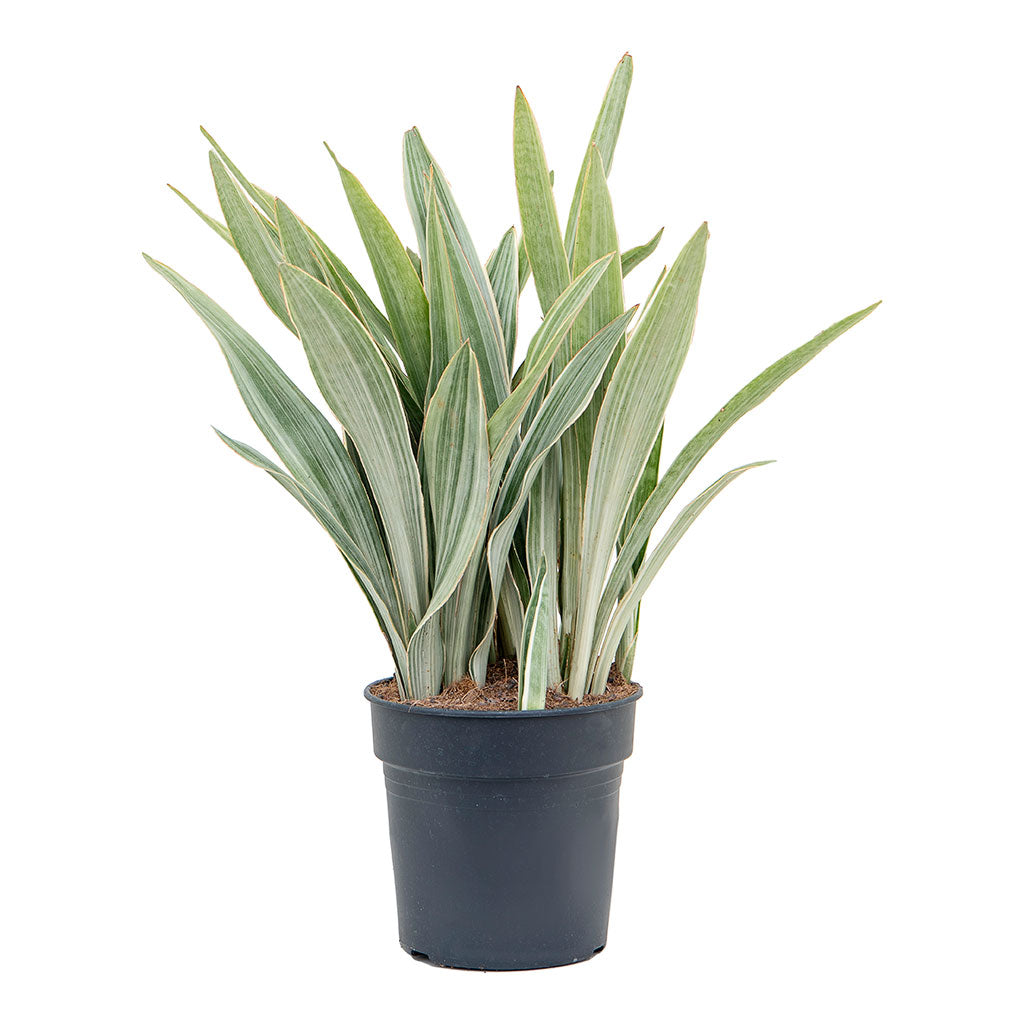 Sansevieria trifasciata Metallica Snake Plant
