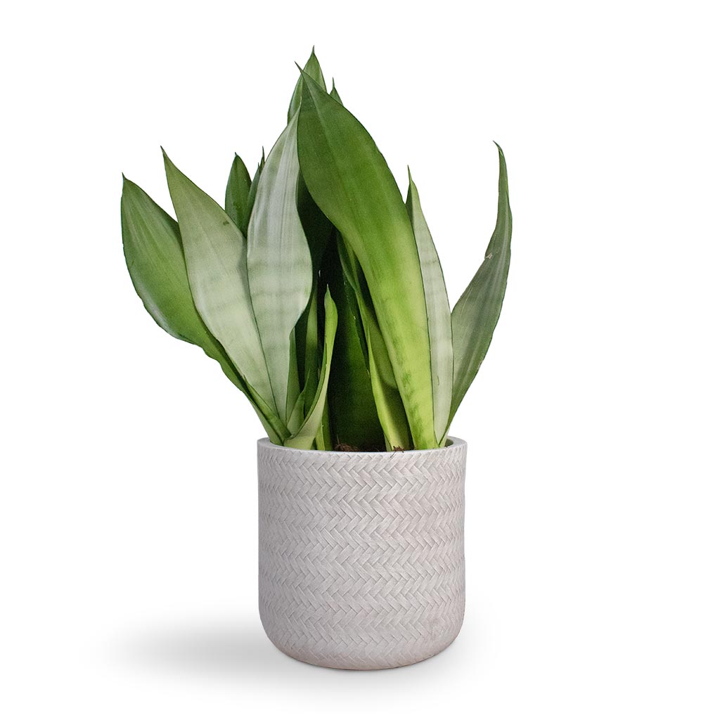Sansevieria trifasciata Moonshine - Snake Plant Houseplant & Angle Cylinder Plant Pot - White