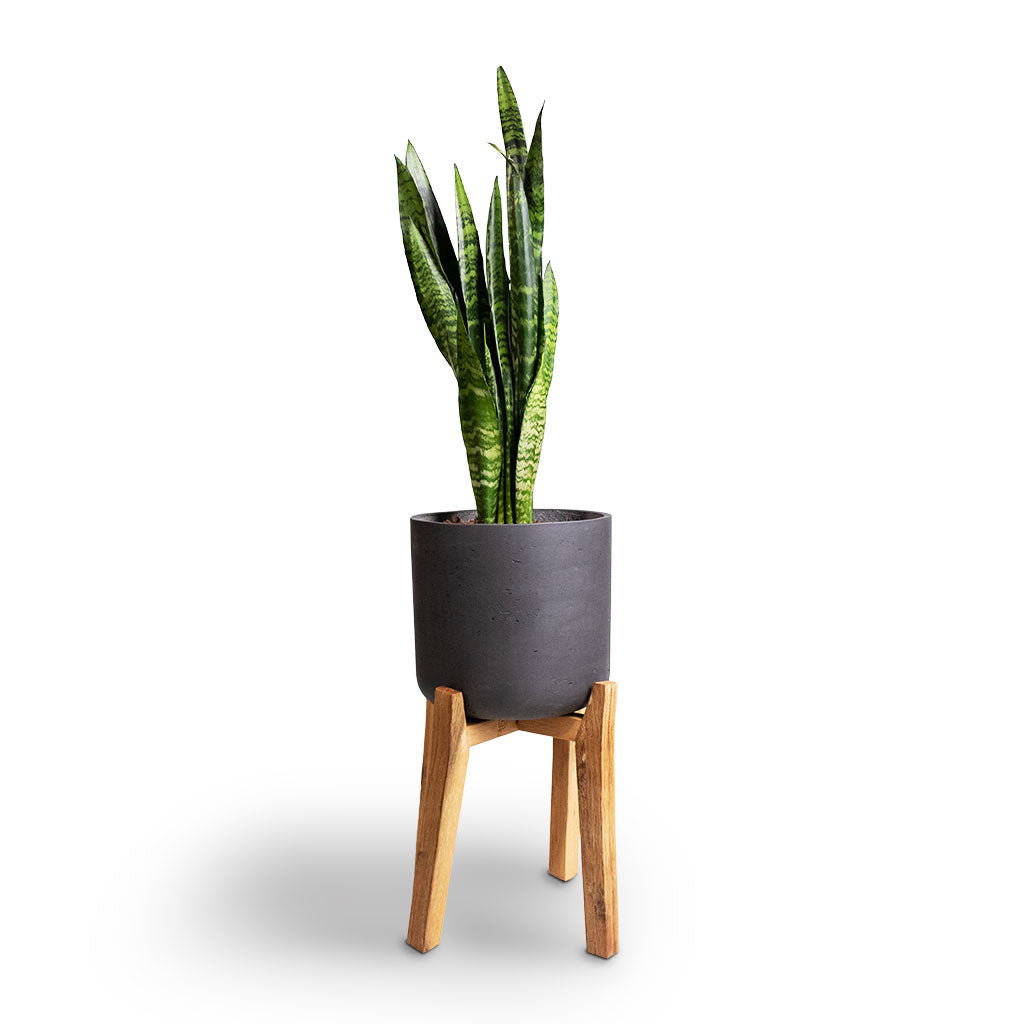 Sansevieria trifasciata Black Coral - Snake Plant & Charlie Plant Pot - Tall Stand - Black Washed