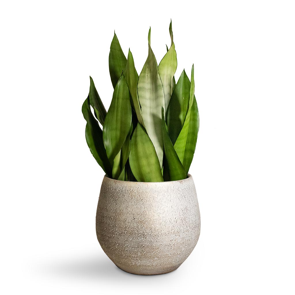 Noor Plant Pot - Metallic Grey & Moonshine Snake Plant