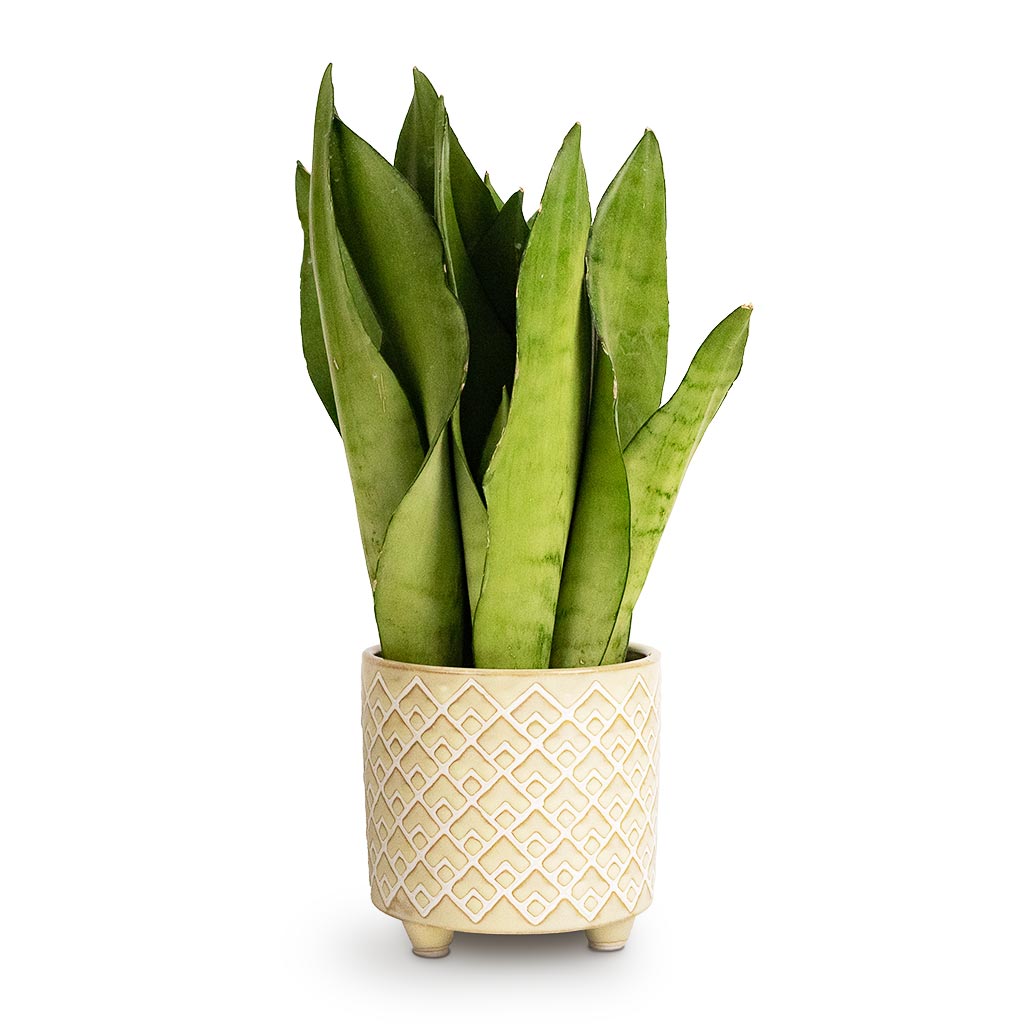 Sansevieria trifasciata Moonshine Snake Plant & Bilbao Plant Pot Pale Jade