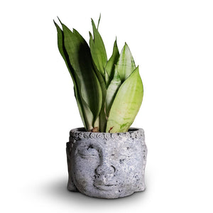 12+ Buddha Plant Pot
