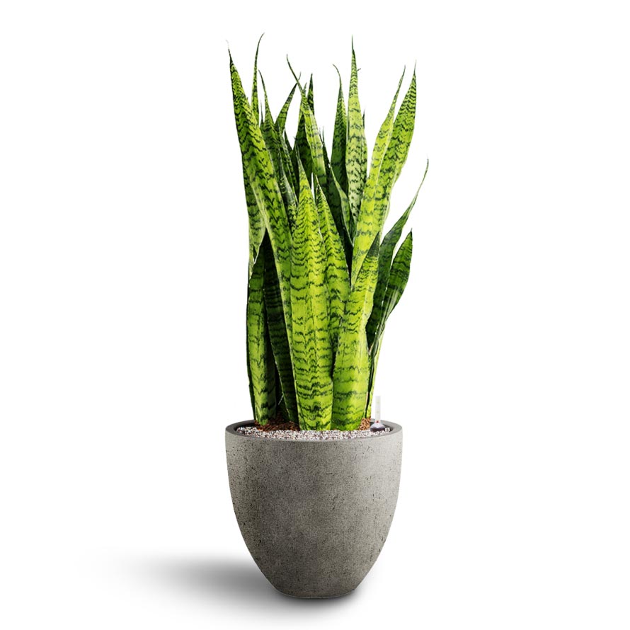 Sansevieria zeylanica - Hydroculture Grigio Egg Pot Planter - Natural Concrete