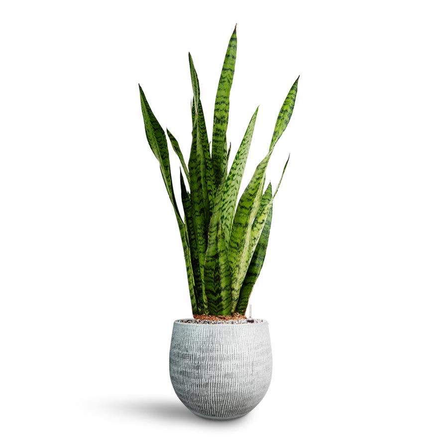 Sansevieria zeylanica - Hydroculture Ryan Plant Pot - White Black 