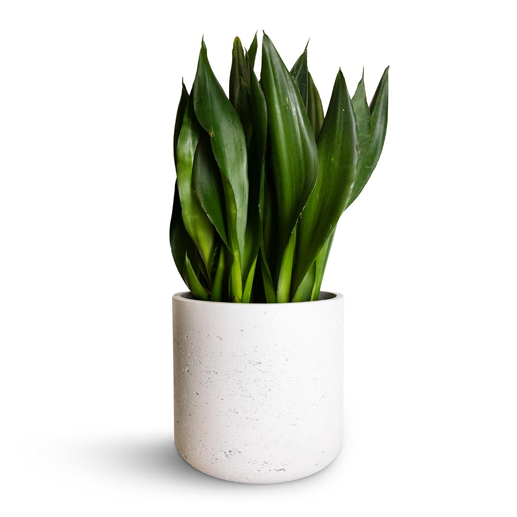 Charlie Plant Pot White Washed Quality Planters Hortology HORTOLOGY charlie-plant-pot-white-washed-quality-planters-hortology-hortology