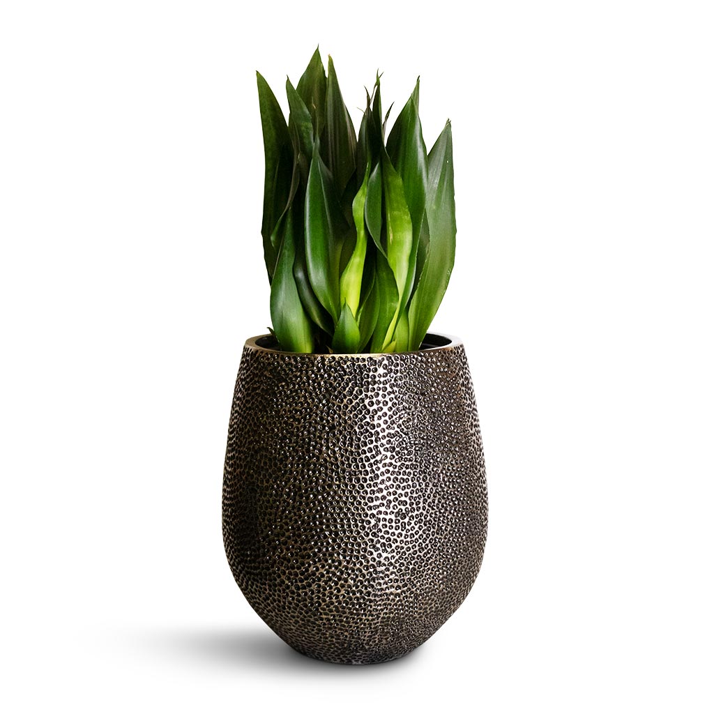 Sansevieria zeylanica Silver Flame - Snake Plant & Opus Hit Darcy Planter - Silver
