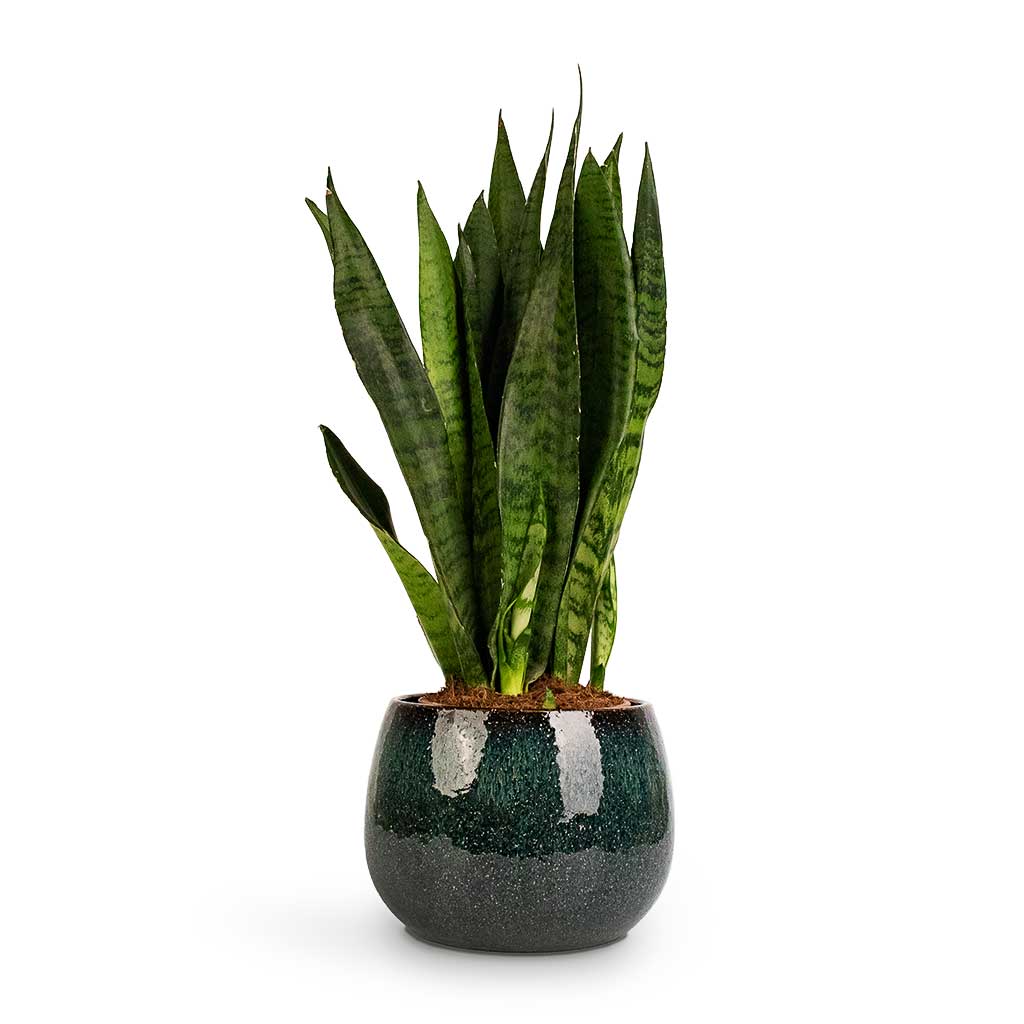 Sansevieria zeylanica Snake Plant & Odile Plant Pot Petrol