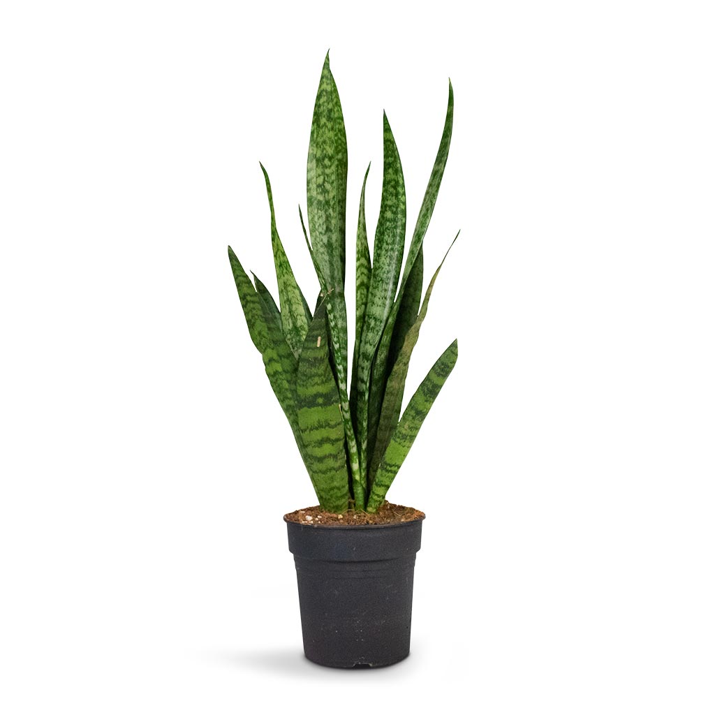 Sansevieria zeylanica - Snake Plant - Quality Houseplants | Hortology