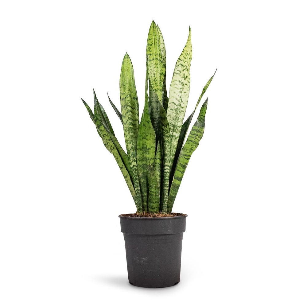 Sansevieria zeylanica - Snake Plant - Quality Houseplants | Hortology