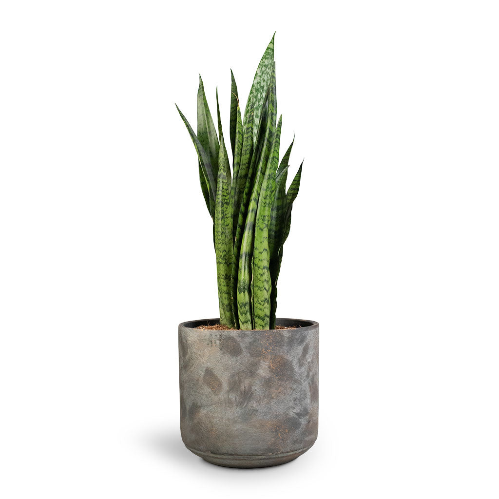 Sansevieria zeylanica - Snake Plant & Saar Plant Pot - Earth Cement