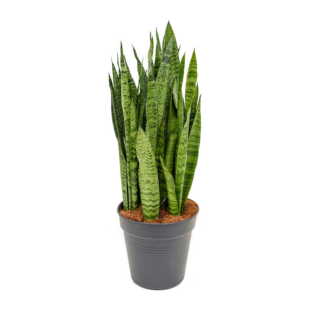 Sansevieria zeylanica - Snake Plant 21 x 80cm
