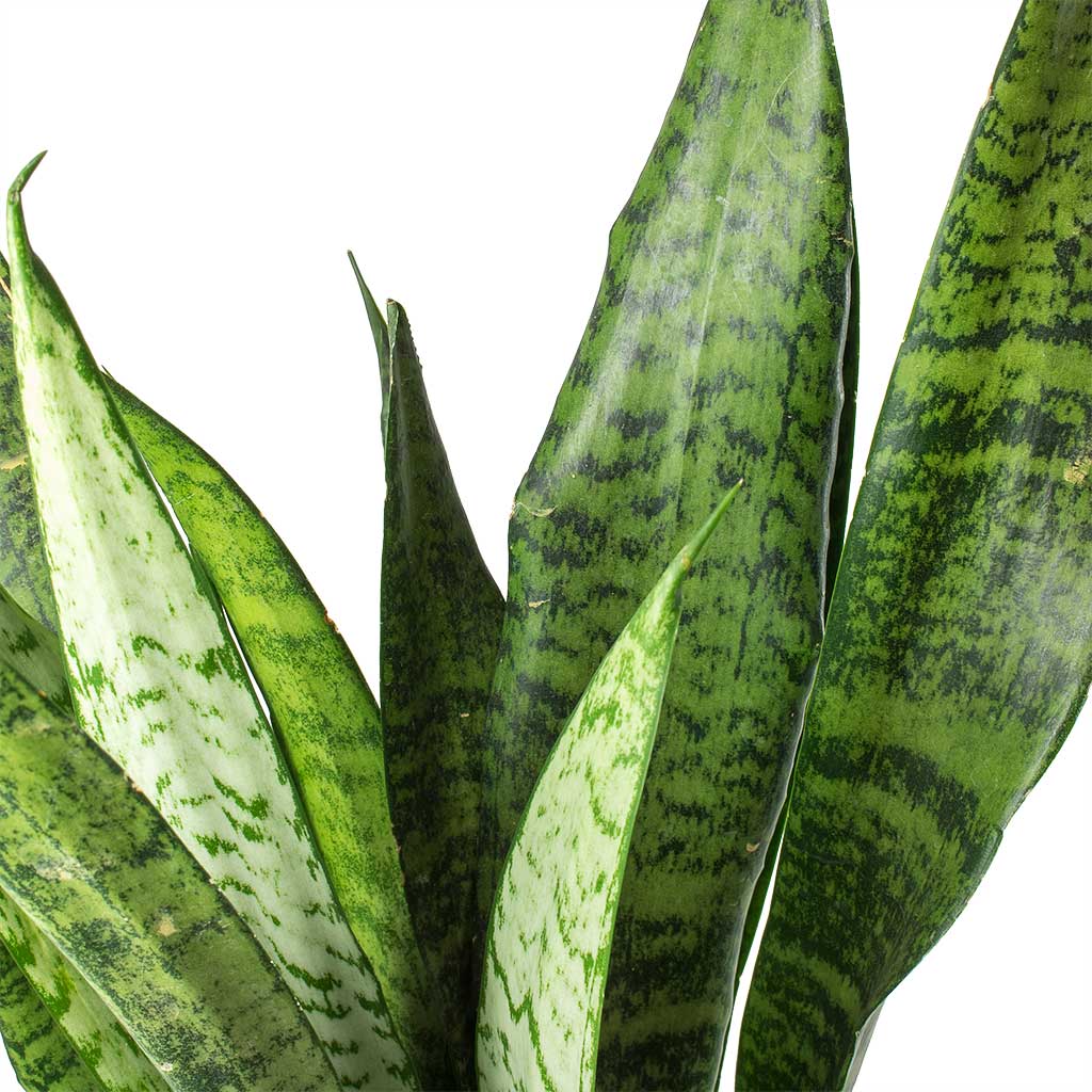 Sansevieria zeylanica Snake Plant Stems
