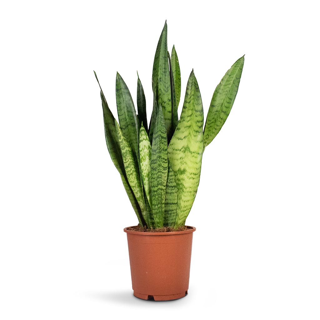 Sansevieria zeylanica Snake Plant 14x50cm