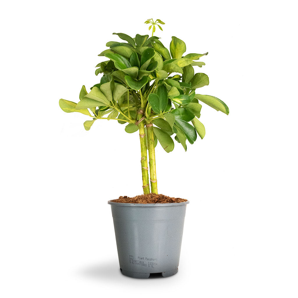 Schefflera Gold Capella - Stemmed Dwarf Umbrella Tree New Growth