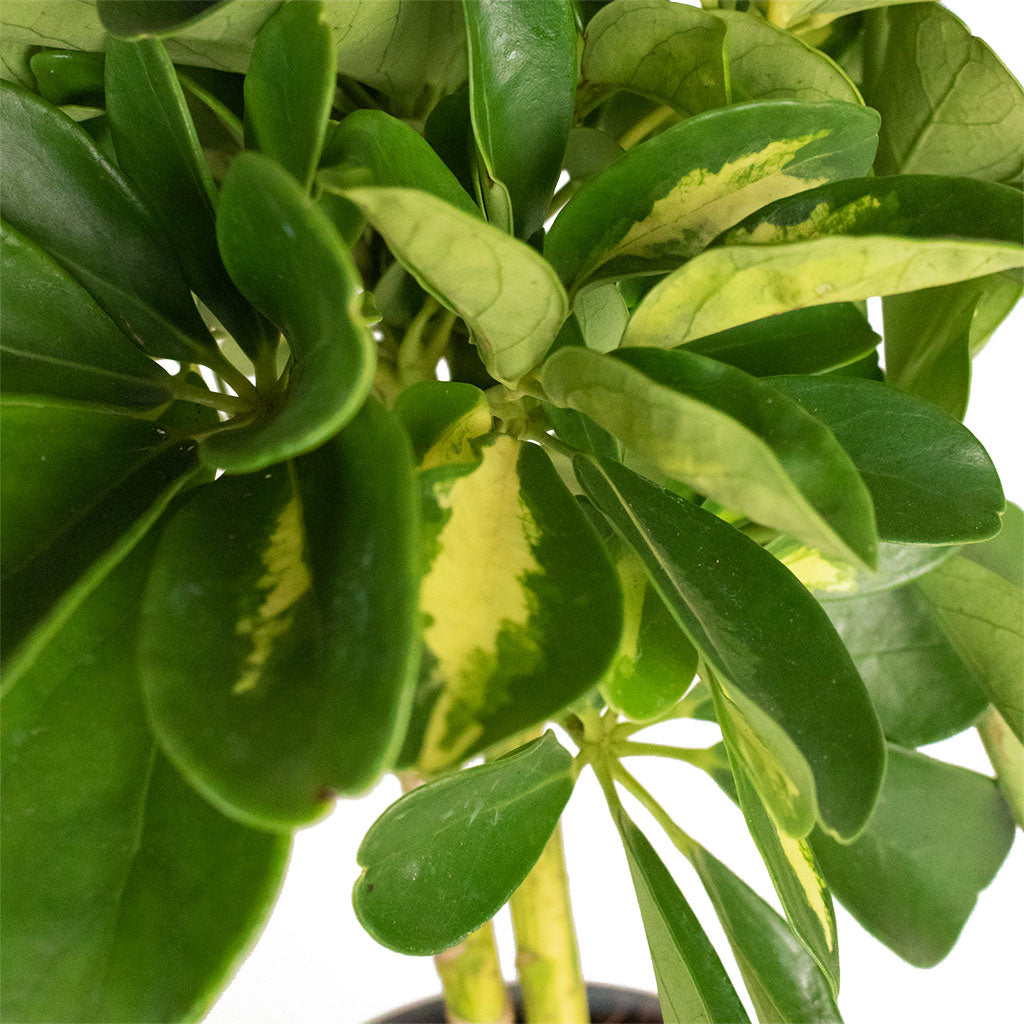 Schefflera Gold Capella Dwarf Umbrella Tree Stemmed Hortology Schefflera Gold Capella Dwarf Umbrella Tree Stemmed Hortology