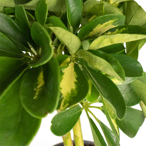 Schefflera Gold Capella - Stemmed Dwarf Umbrella Tree Leaves