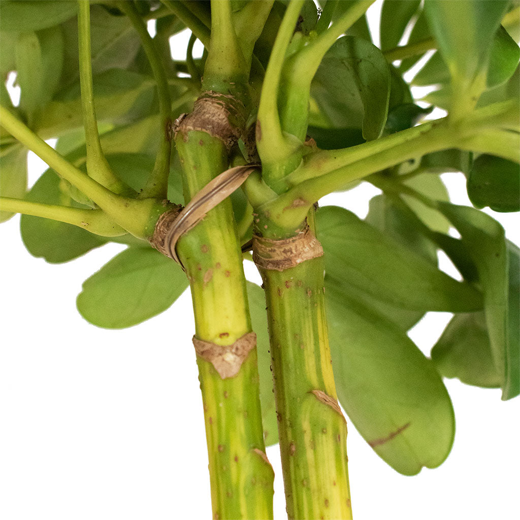 Schefflera Gold Capella - Stemmed Dwarf Umbrella Tree Close Up