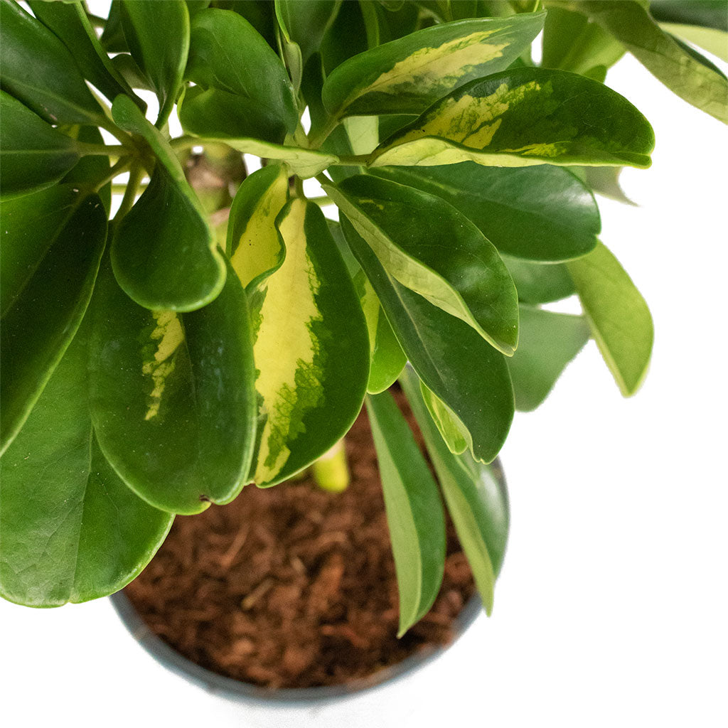 Schefflera Gold Capella - Dwarf Umbrella Tree - Stemmed | Hortology ...