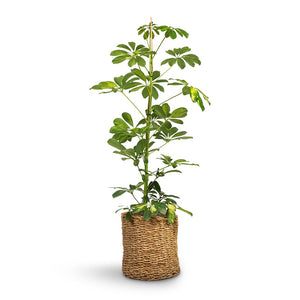 Schefflera Gold Capella - Dwarf Umbrella Tree Houseplant & Ido Plant Basket - Natural