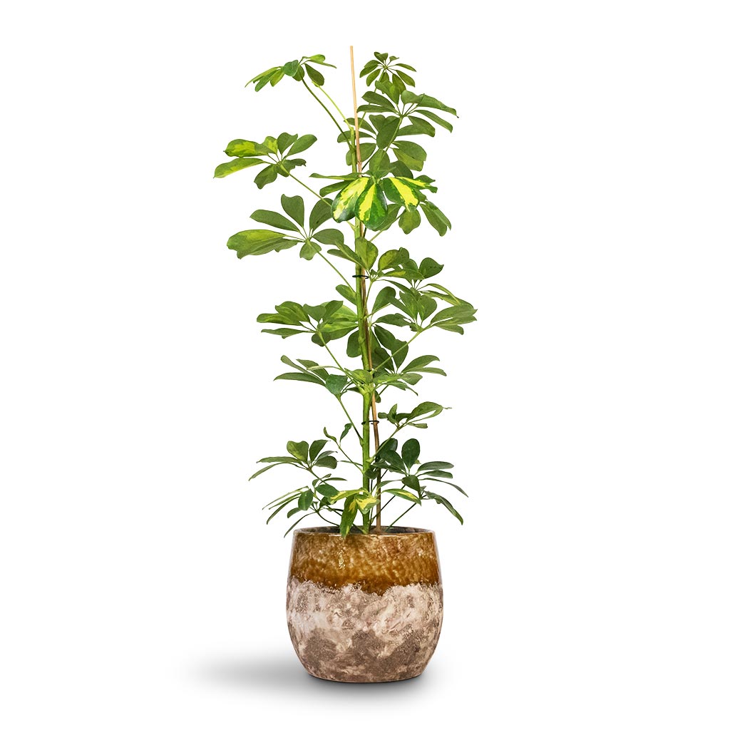 Schefflera Gold Capella - 27x120cm In Harith High Mineral Planter Travertine - 40x48cm