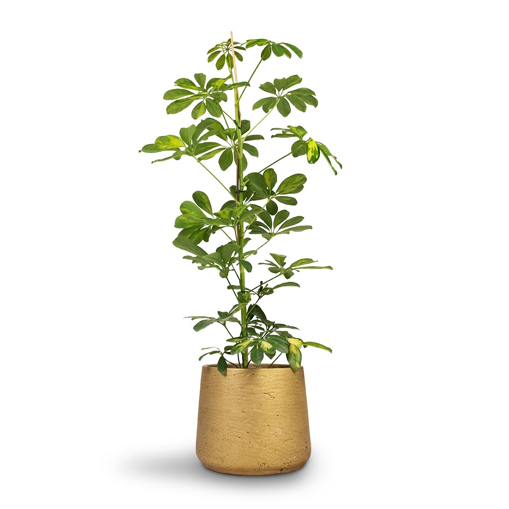 Schefflera Gold Capella - Dwarf Umbrella Tree Houseplant & Patt Plant Pot - Metallic Gold