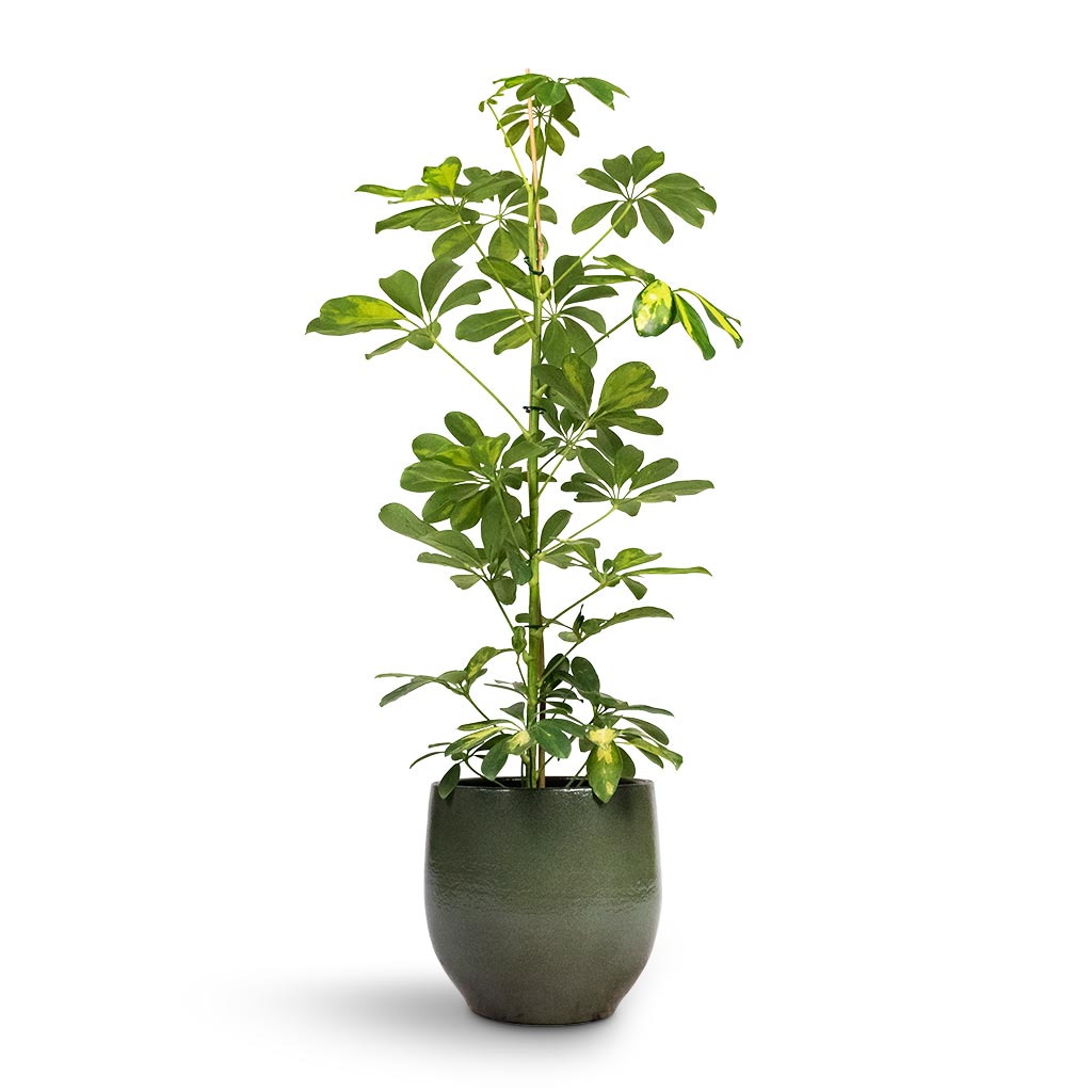 Schefflera Gold Capella - Dwarf Umbrella Tree Houseplant & Zembla Plant Pot - Green