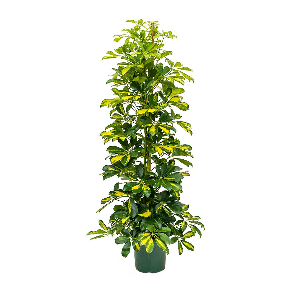 Schefflera Gold Capella - Dwarf Umbrella Tree