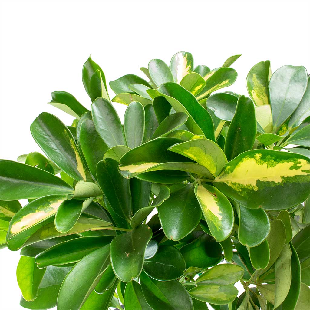 Schefflera Gold Capella - Dwarf Umbrella Tree - Leaves