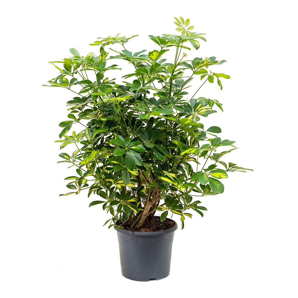 Schefflera arboricola Gold Capella - Dwarf Umbrella Tree | Hortology ...